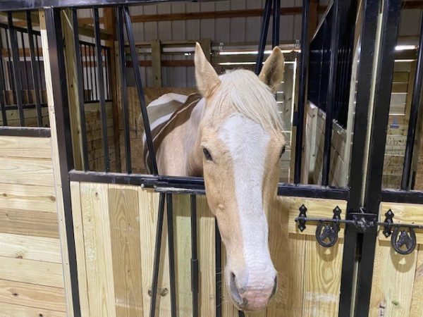 Stall Divider with Upright Spindles with horse- Lakeland