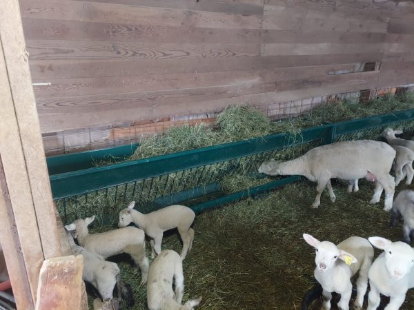 Single-Sided Hay & Grain Feeder- LK