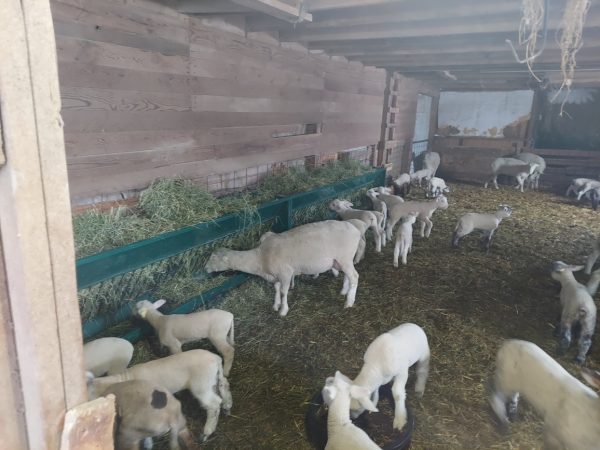 Single-Sided Hay & Grain Feeder in Farm
