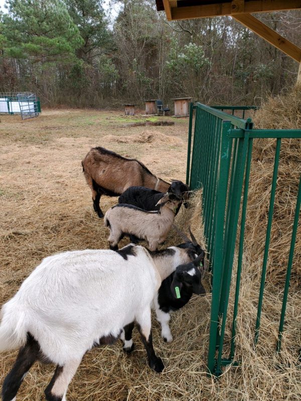 Collapsible Sheep & Goat Feeder
