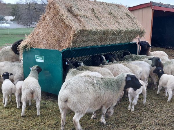 Square Bale Hay and Grain Feeder in farm