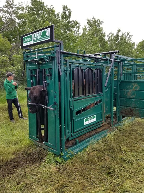 E-Series Cattle Squeeze Chute - Image 9