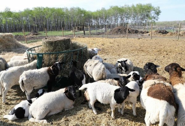 Round Bale Feeder – Slanted Bar Style- Lakeland