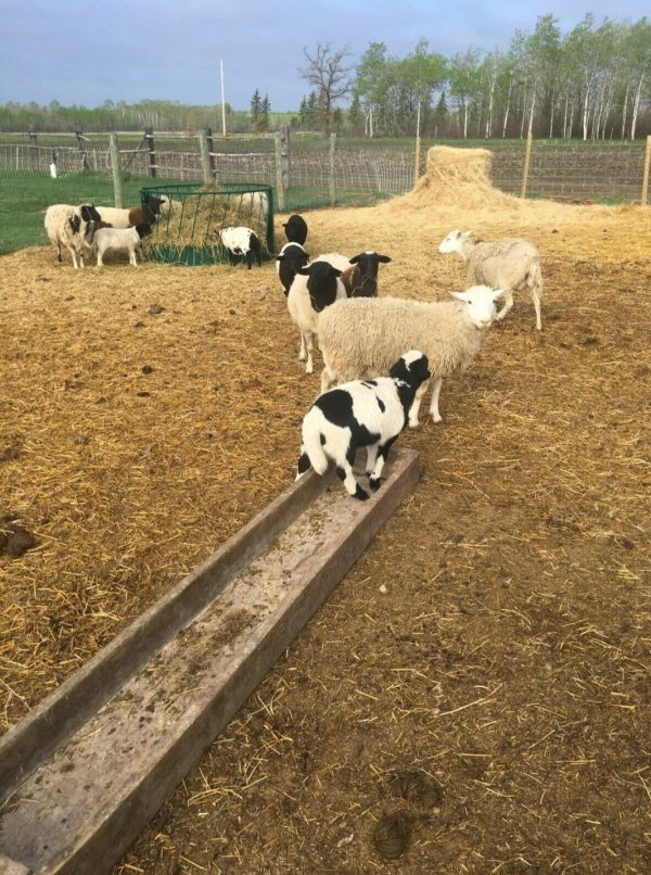 Round Bale Feeder – Slanted Bar Style in Farm