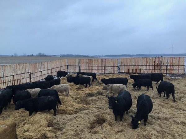 31ft Windbreak Panels with pockets in farm