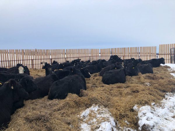 31ft Windbreak Panels with pockets with cattle