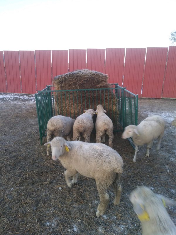 Lakeland Collapsible Sheep & Goat Feeder