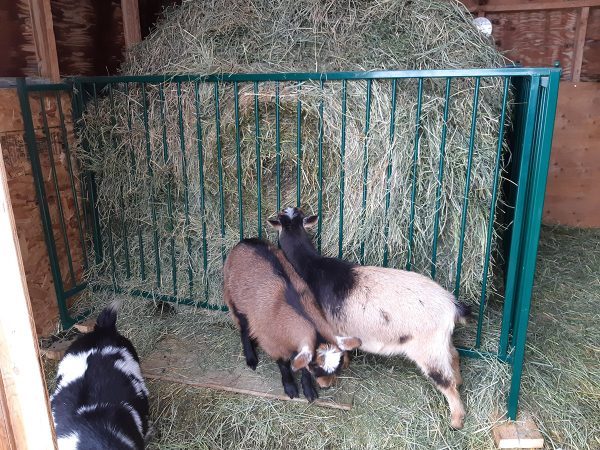 Collapsible Sheep & Goat Feeder- Lakeland