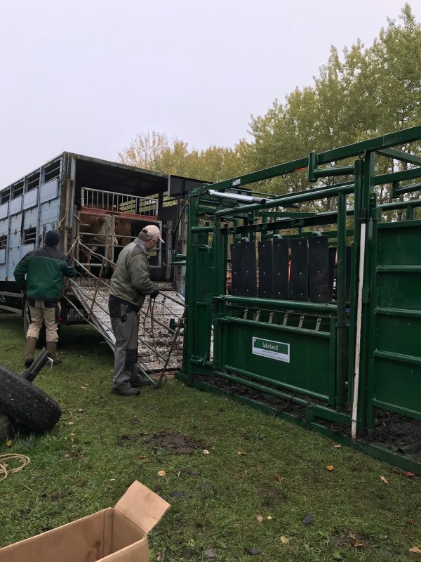 Portable Tub, Alley, and Easy Catch Squeeze Chute Shipping
