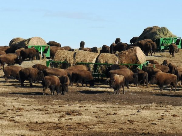 Cattle in field with Econo Zero Grazer Feeder Wagon