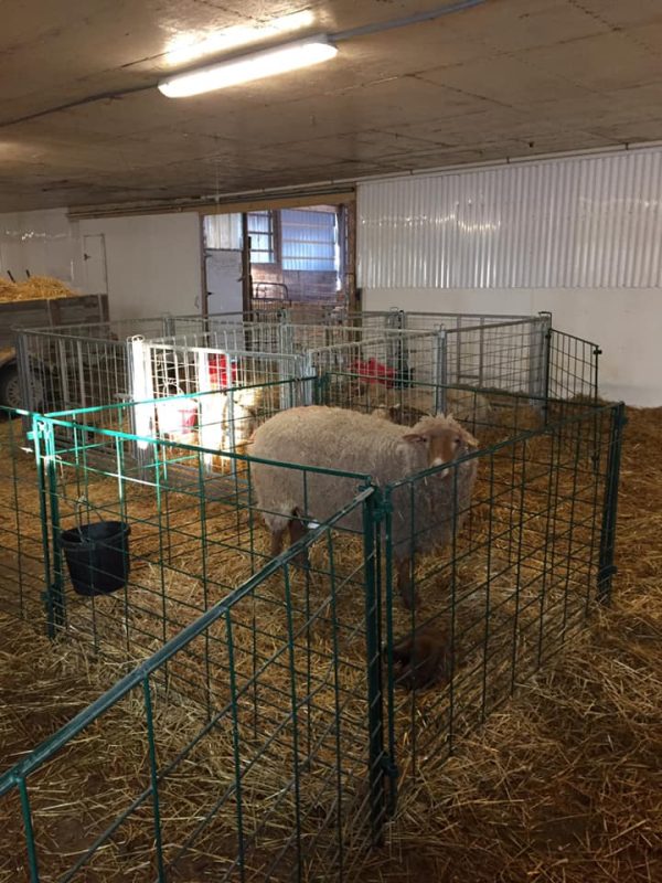 Lambing & Kidding Pen Panels (Economy)- LK