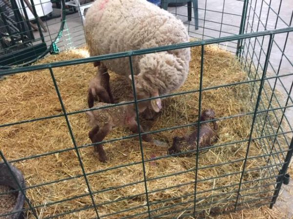 Lakeland- Lambing & Kidding Pen Panels (Economy)