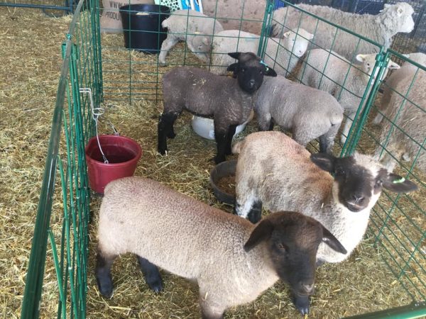 LK- Lambing & Kidding Pen Panels (Economy)