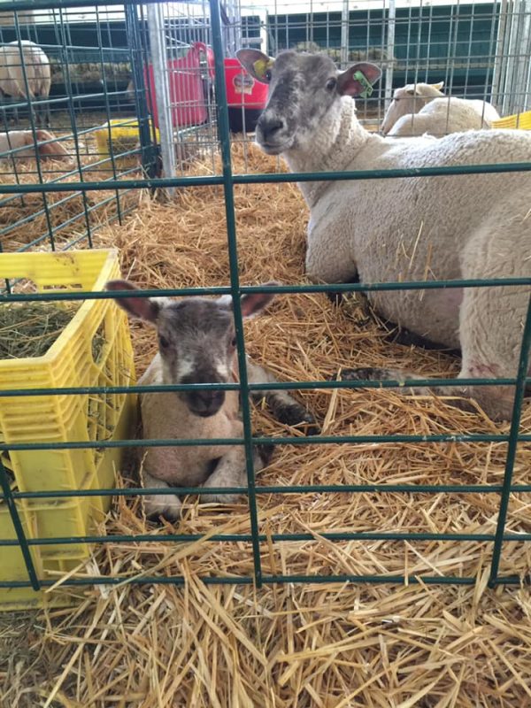Lambing & Kidding Pen Panels (Economy)