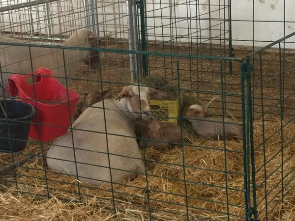 Economy Lambing & Kidding Pen Panels by Lakeland