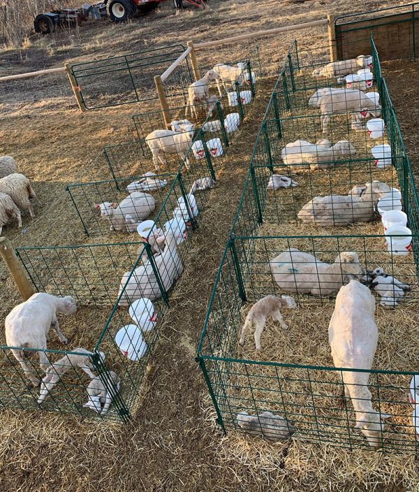 Economy Lambing & Kidding Pen Panels by LK