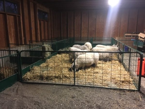 Heavy Duty Lambing & Kidding Pen Panels- LK
