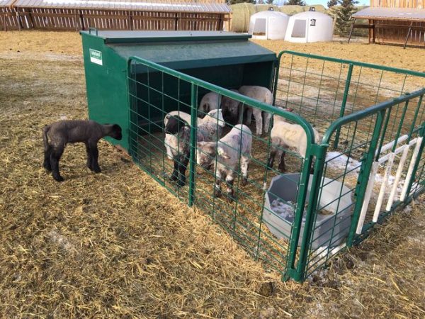 Lamb Creep Feeder in Farms