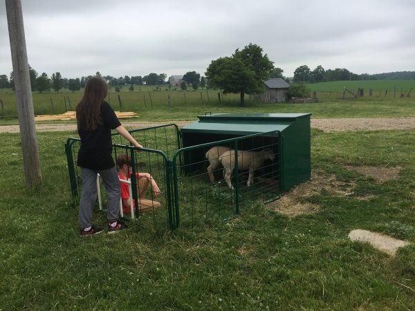 Lakeland- Lamb Creep Feeder