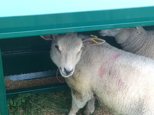 Lamb Creep Feeder Lakeland