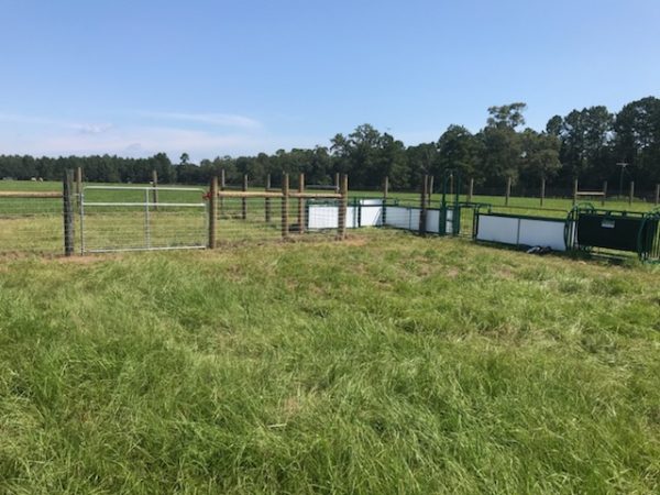 Grass land- lakeland
