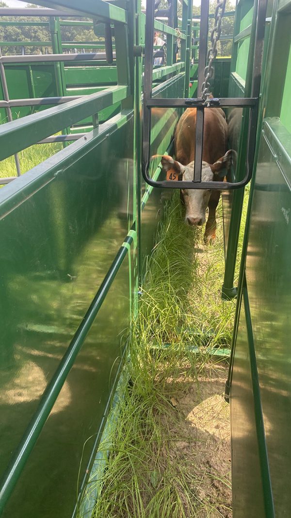17ft Adjustable Alley Section with cattle inside