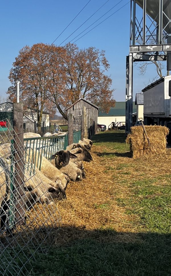 Slant Bar Manger/Feed panel for sheep- Lakeland