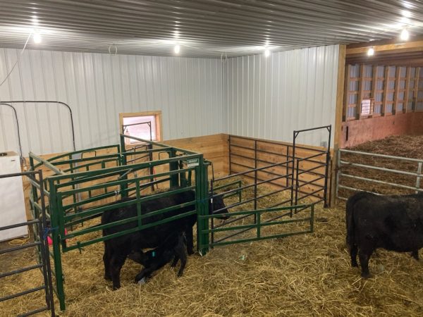Half Circle Calving Station in farm- Lakeland