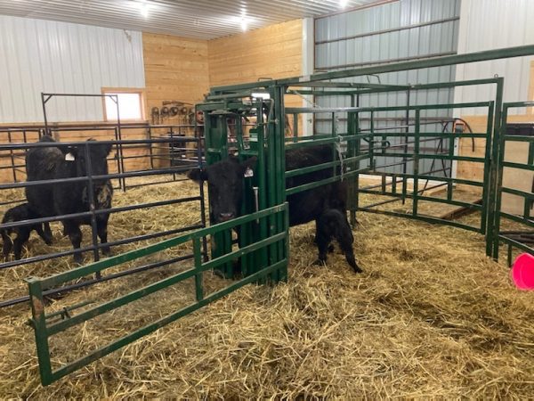 Half Circle Calving Station in farm- LK
