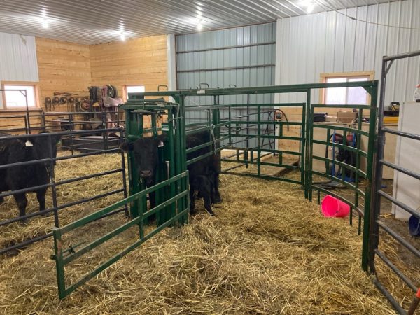 Half Circle Calving Station- open gate