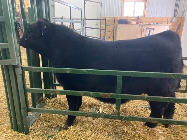 Cattle in Half Circle Calving Station