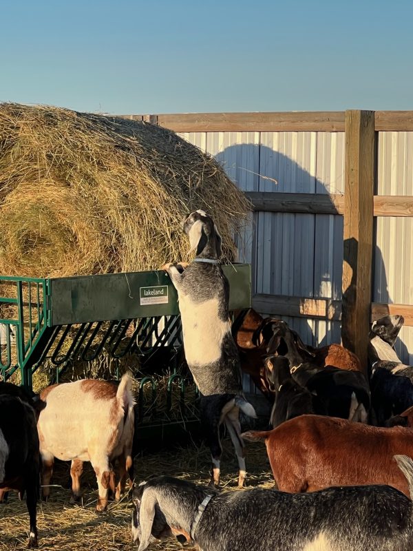 Round Bale Feeder for sheep and goat
