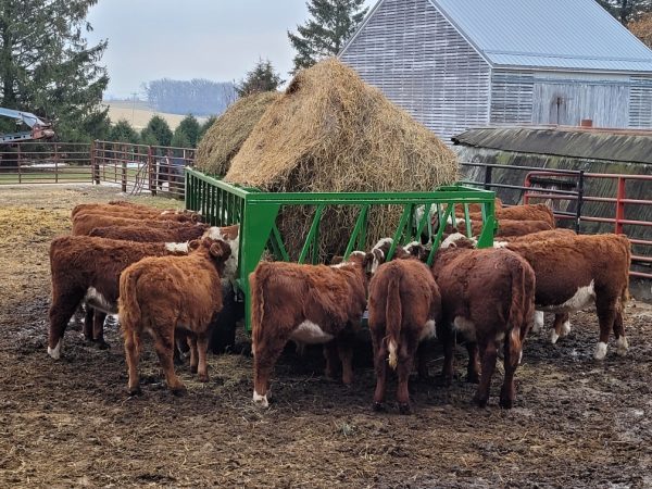 Cattleman's Choice Feeder Wagon with cattle