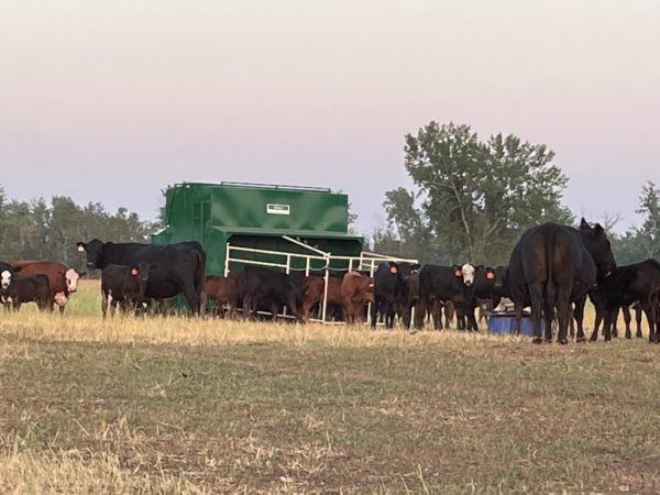 Portable Creep Feeder – 250 Bushel with Fold-Out Panels with Cattle