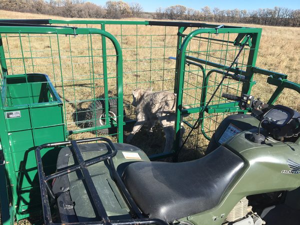 LK- ATV Calf Catcher