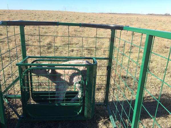 ATV Calf Catcher (Quads/4-wheelers) in Green Color by LK
