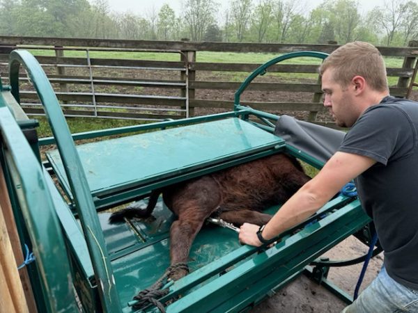 Calf Tip Table- LK