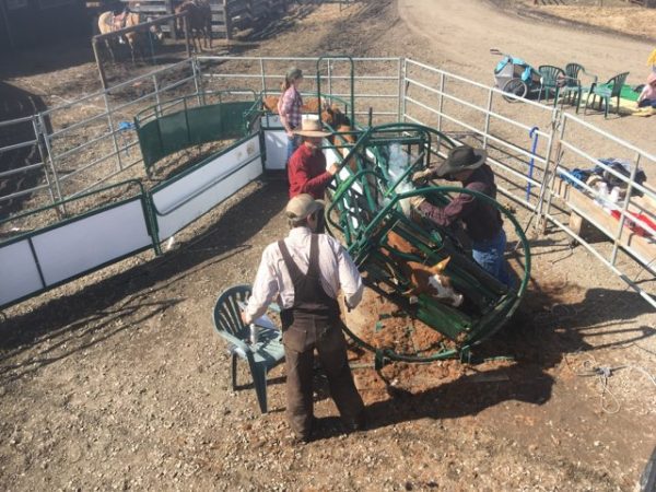Calf Tip Table in farm- lakeland