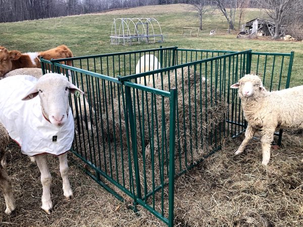 Collapsible Sheep & Goat Feeder -LK
