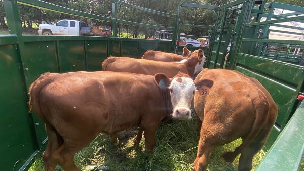Cattle inside in 8.5ft Cornerless Crowding Tub