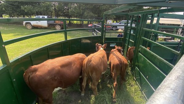 8.5ft Cornerless Crowding Tub- Cattle Inside