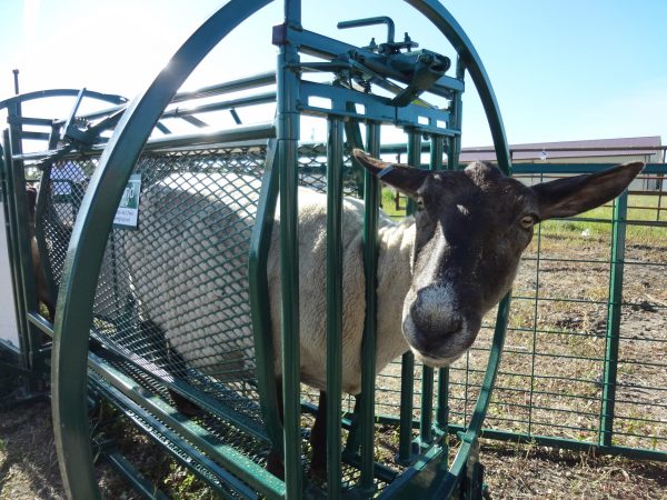 Deluxe Spin Trim Chute with Goat- Lakelandfarm
