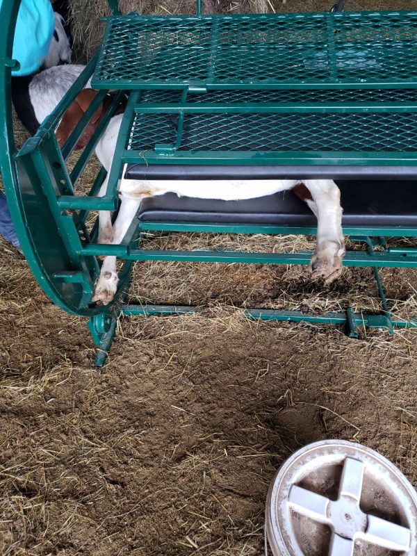 Deluxe Spin Trim Chute for goat