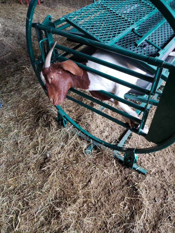 Deluxe Spin Trim Chute for goat Lakeland