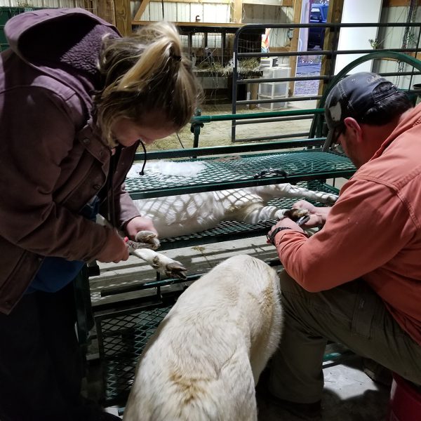 Deluxe Spin Trim Chute for goat and sheeps