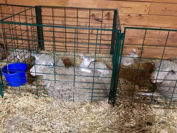 Lambing & Kidding Pen Panels (Economy)- Lakeland