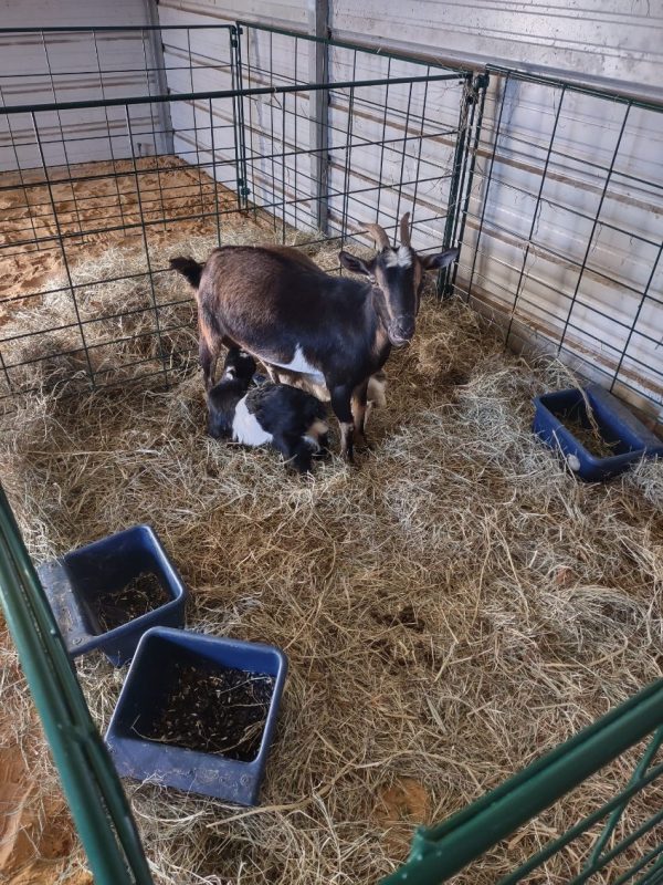 Lakeland- Economy Lambing & Kidding Pen Panels