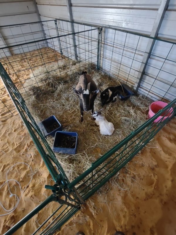 Economy Lambing & Kidding Pen Panels- Lakeland