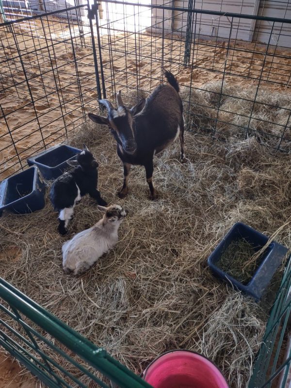 Economy Lambing & Kidding Pen Panels- LK