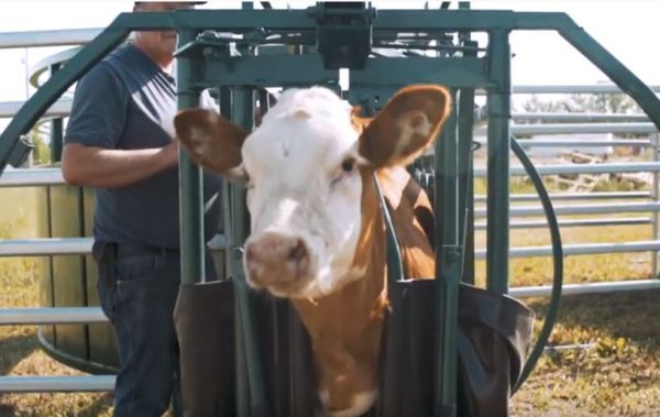 Calf Tip Table with cattle- front view